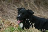 BORDER COLLIE 1543